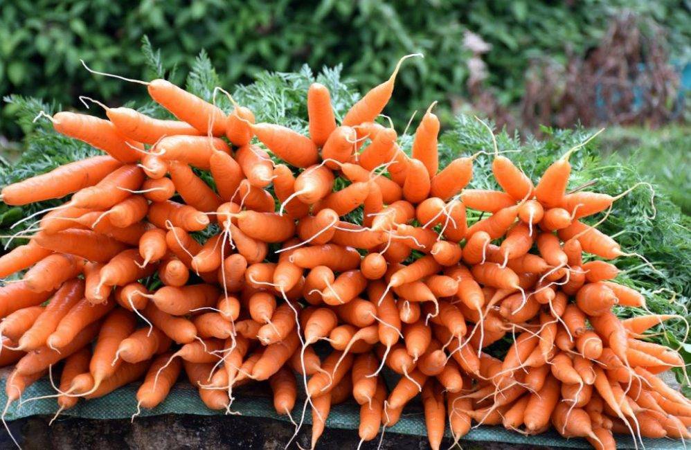 Советы дачницы, как выращивать овощи и ягоды с выгодой