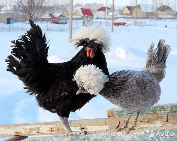 Голландская белохохлая курица: описание, характеристики, содержание, уход, разведение, фото, отзывы