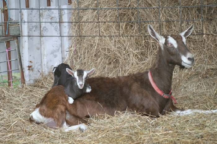 Домашняя коза - описание и фото козы, видео о разведении коз