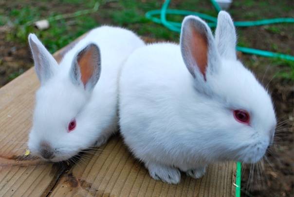 Новозеландские белые кролики: назначение и особенности породы, критерии выбора, правила содержания, рацион