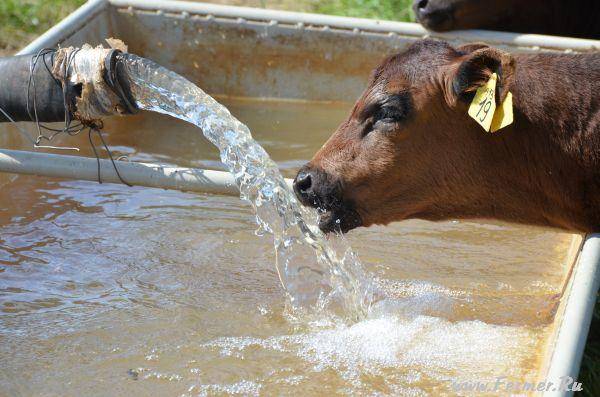 Сколько воды давать корове после отела