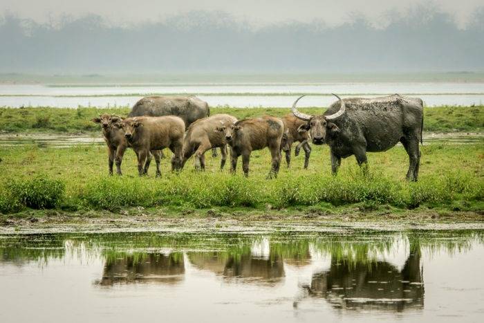 Описание и место обитания индийского буйвола