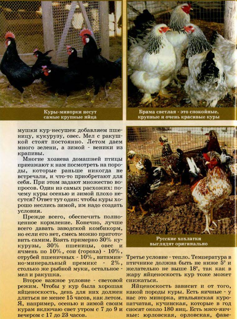 Красная кубанская порода кур: фото, описание, отзывы