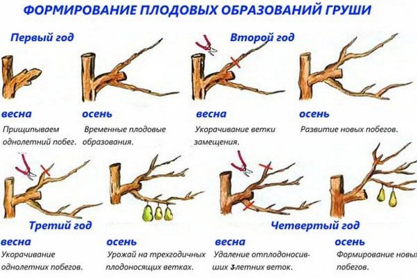 Соверен - правильная обрезка груши, сроки, старых и молодых, колоновидных деревьев