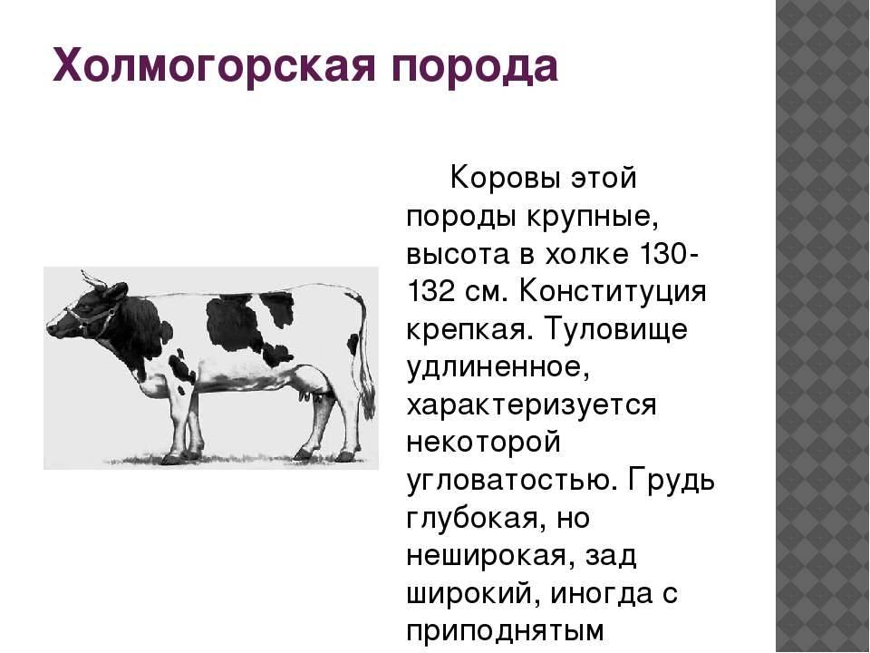 Продуктивность и описание экстерьера коров Холмогорской породы