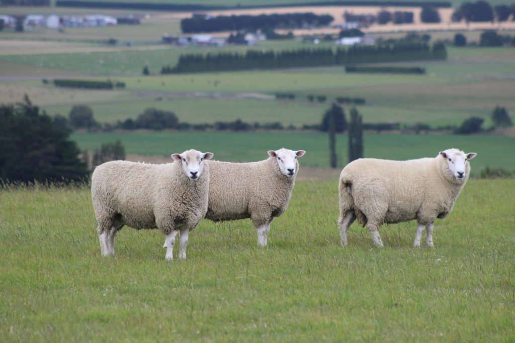 Характеристика породы тексель с описанием овец и их происхождением