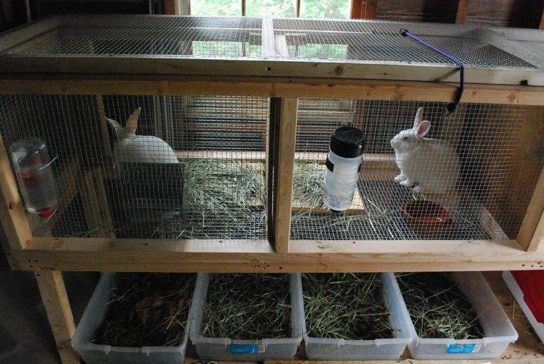 С чего начать разведение кроликов в домашних условиях?