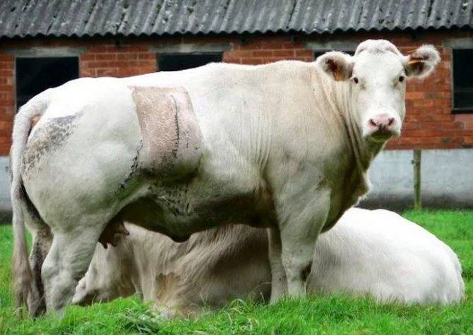 Описание бельгийской голубой коровы, преимущества породы и правила разведения