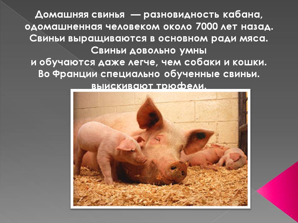 Домашняя свинья