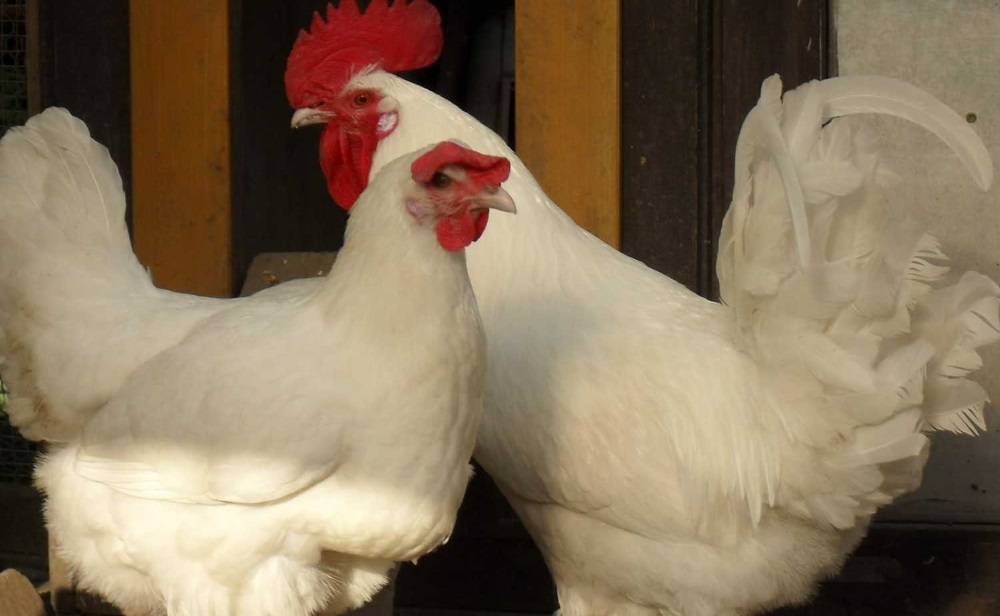 Бресс-гальская порода кур: описание, фото, отзывы