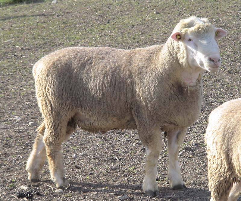 Мериносовые овцы: достоинство породы, уход, ценность шерсти