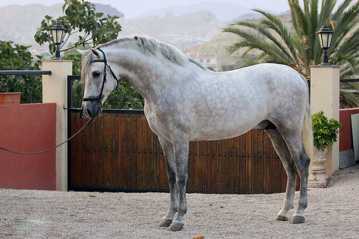 Андалузская порода лошадей.описание и фото породы | мои лошадки