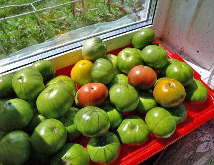 Как ускорить созревание помидоров [что делать и как дозаривать ] | сад и огород