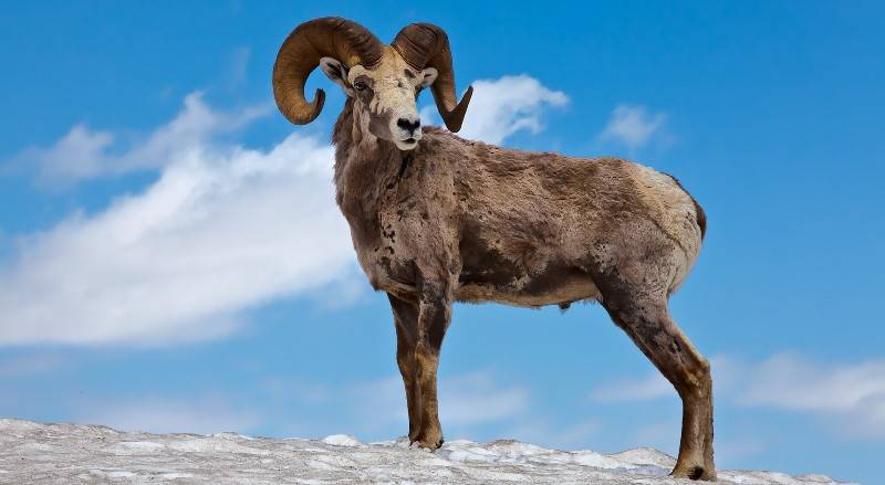 Алтайский горный баран: подвиды, среда обитания, образ жизни, размножение и потомство