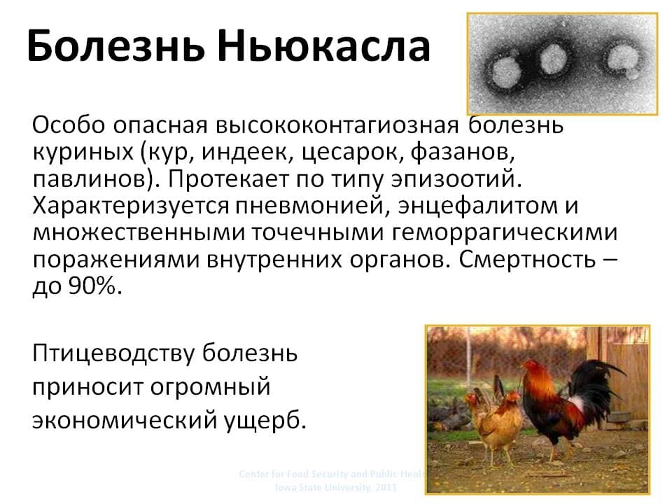 Колибактериоз (эшерихиоз, колибациллез, e. coli ) птиц