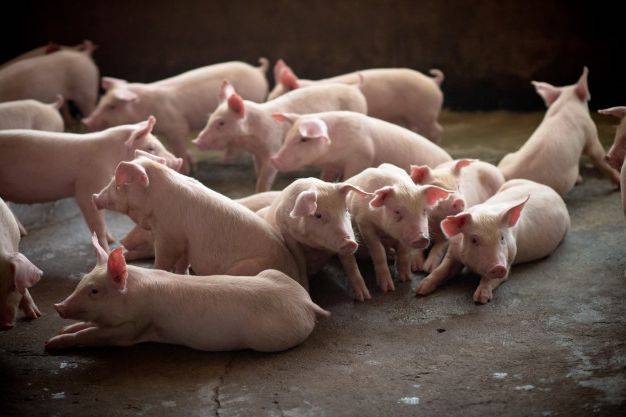 Бизнес на разведении свиней в домашних условиях
