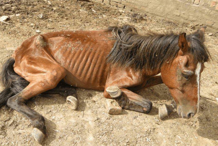 Лечение суставов и связок у лошадей