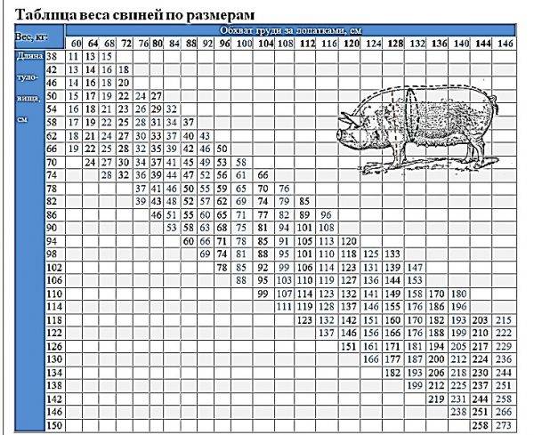 Как узнать вес свиньи: таблица замера и другие способы измерения