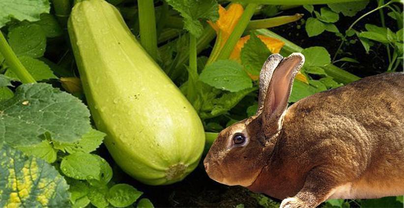 Можно ли давать кроликам тыкву: правила кормления и как вводить в рацион