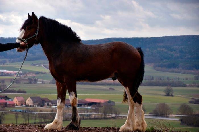 ᐉ лошадь тяжеловоз - незаменимых помощник на ферме - zooon.ru