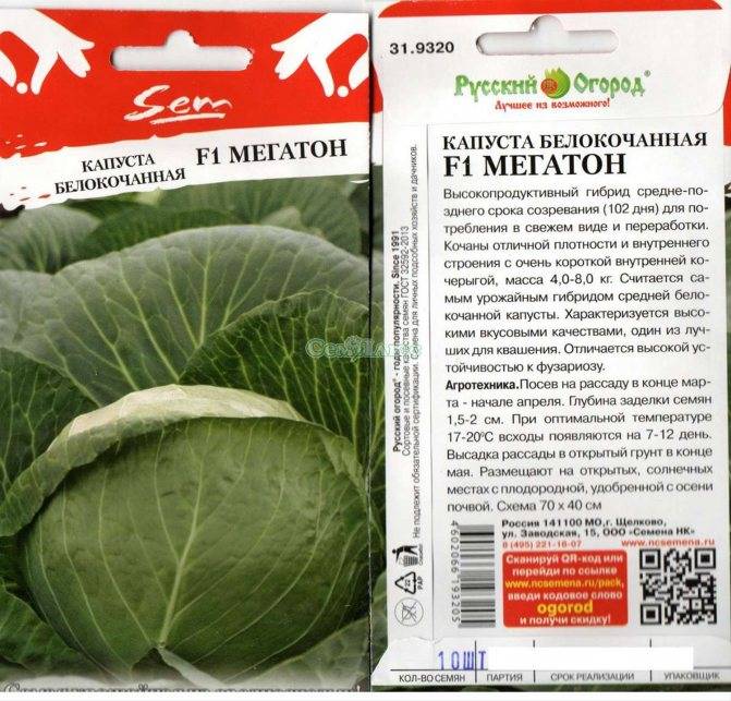 Сорт капусты Мегатон: описание и советы по выращиванию