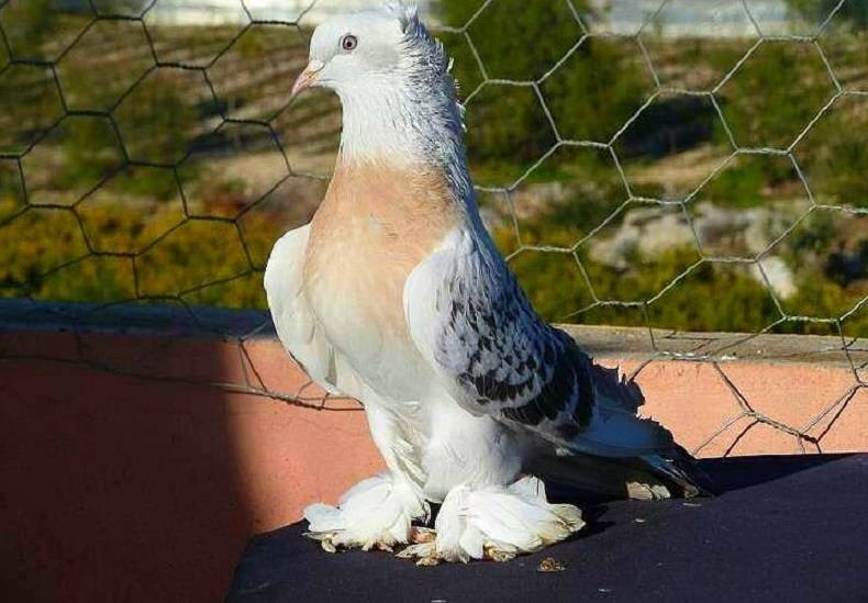 Турецкие голуби: откуда название такла, их масти, описание породы и разведение