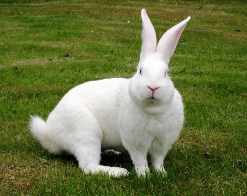 Кролики породы Белый Великан: описание, содержание и разведение