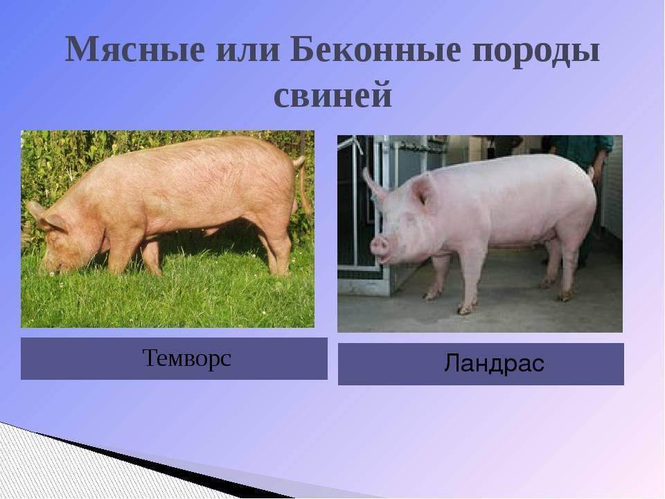 Крупная белая порода свиней: характеристика и особенности