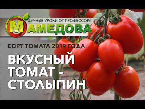Характеристика и описание томата сорта столыпин, выращивание