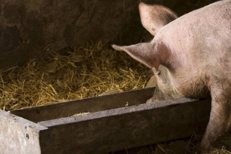 Молоко свиньи: что делать, если у свиньи нет молока?
