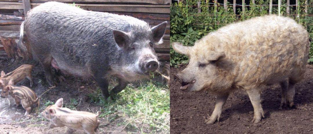 Содержание и разведение свиней породы Мангалица