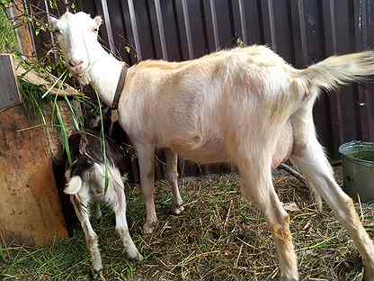 Сколько стоит живая дойная коза в разных регионах россии?