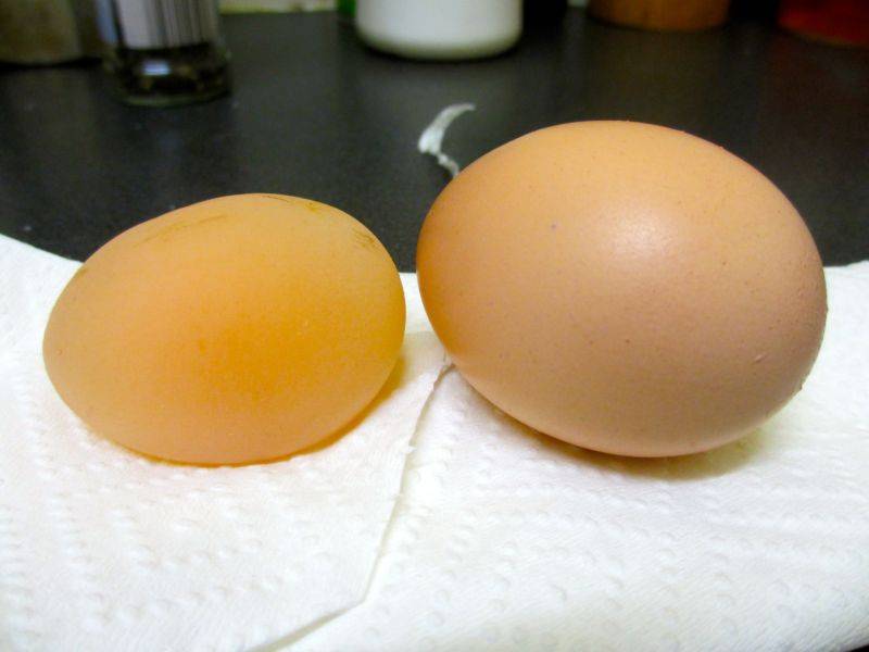 Причины, по которым куры дают яйца в пленке, без скорлупы. как устранить и предупредить проблему