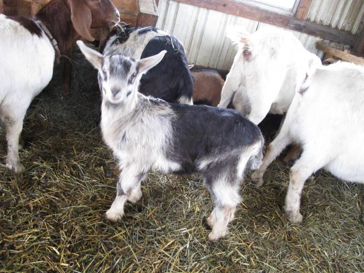 Альпийские козы: описание породы, фото