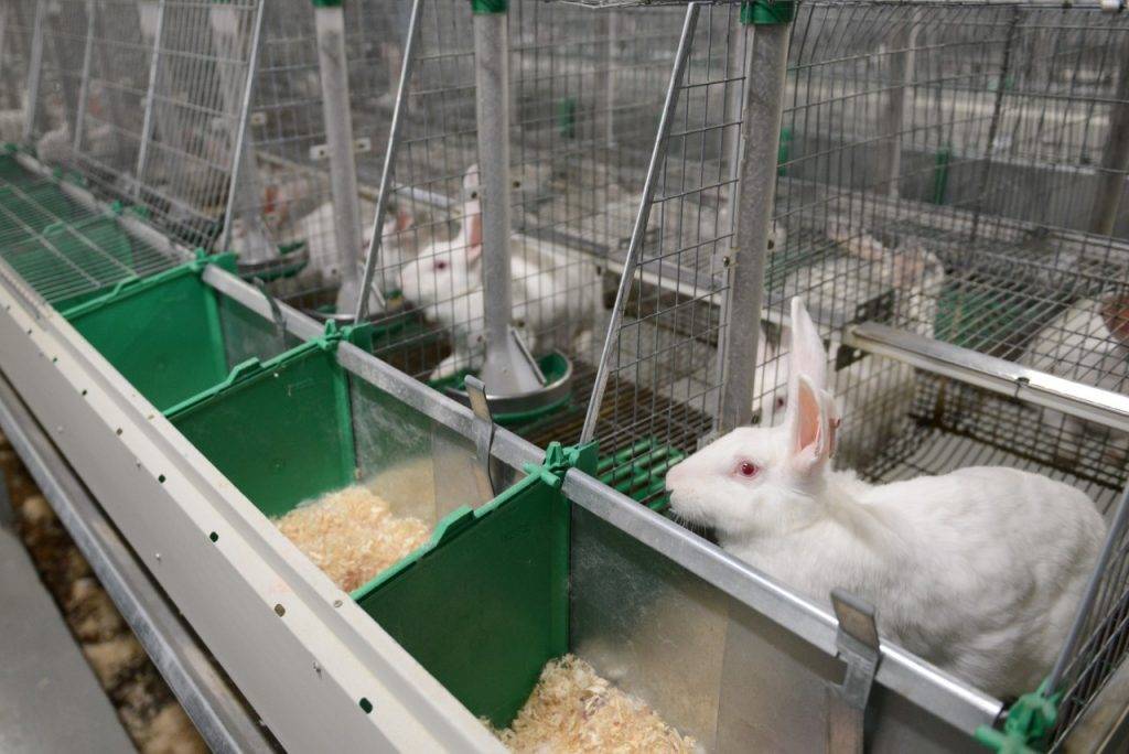 Разведение кроликов как бизнес: особенности и перспективы