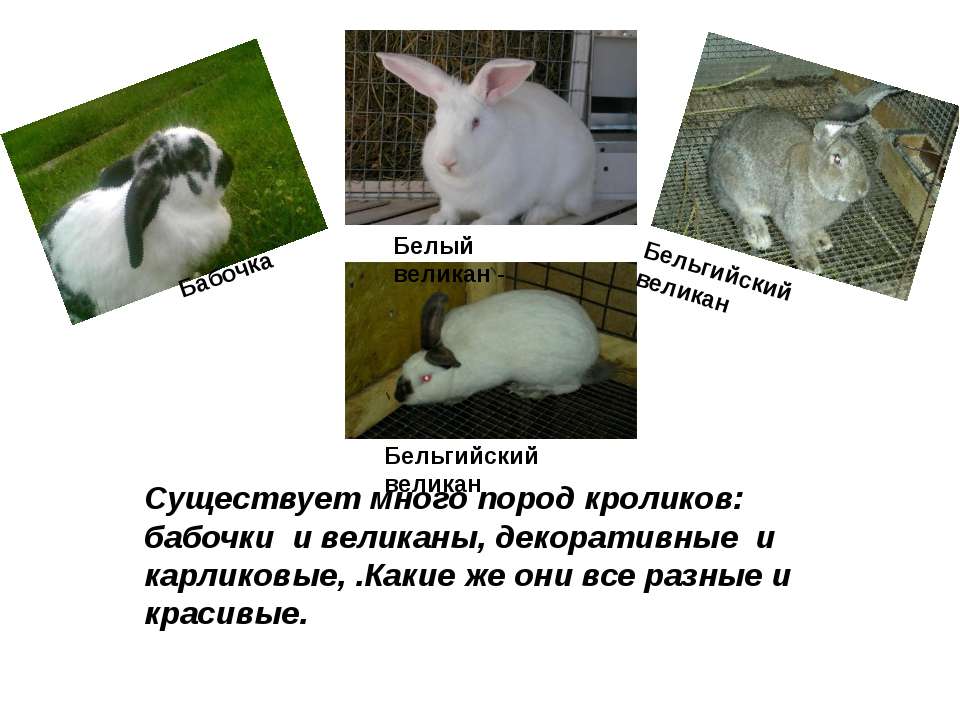Кролиководство для начинающих: цели, выбор породы, вакцинация, правила содержания животных, уход за крольчатами