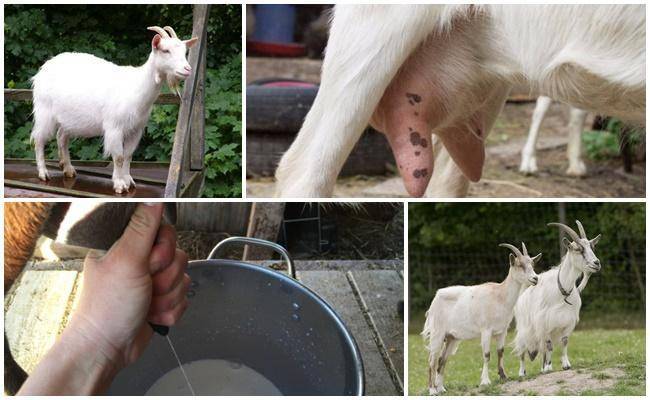ᐉ коза после окота дает мало молока: что делать? способы раздоя - zooon.ru