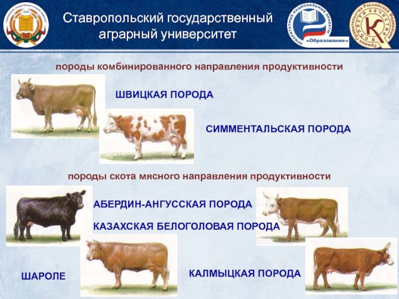 Казахская белоголовая порода коров: характеристика, фото, направление, содержание и уход