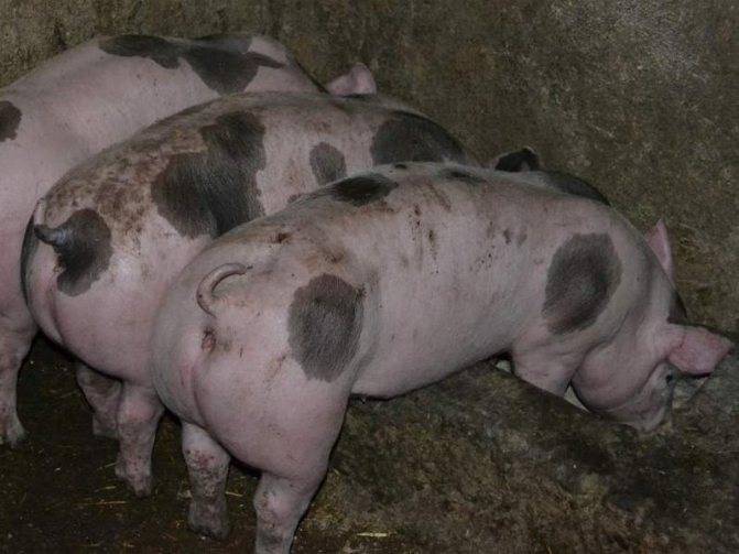 Порода свиней пьетрен - характеристики, особенности выращивания