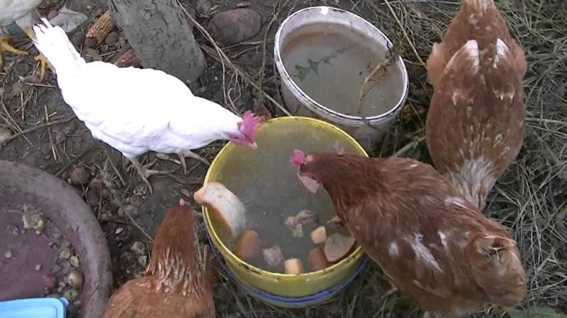 Можно ли кормить кур-несушек, цыплят и бройлеров хлебом