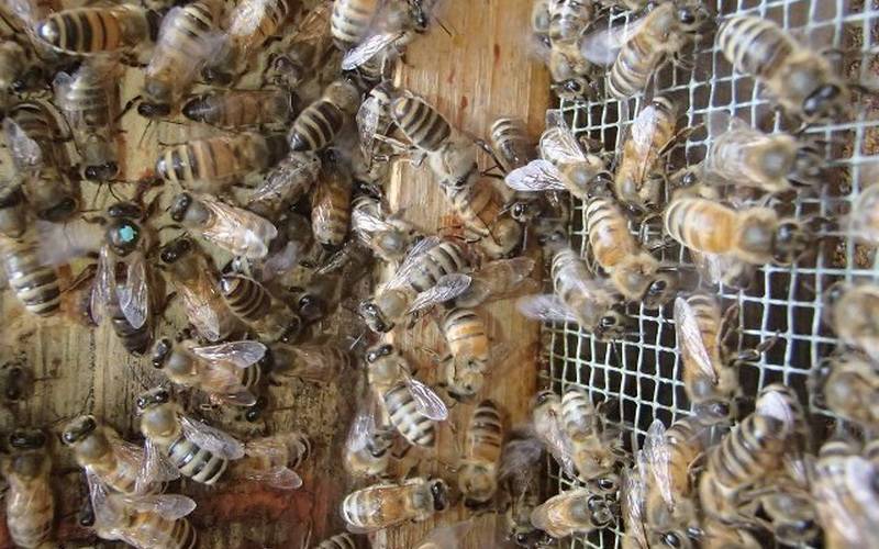 Среднерусская порода пчел — характеристика, отзывы