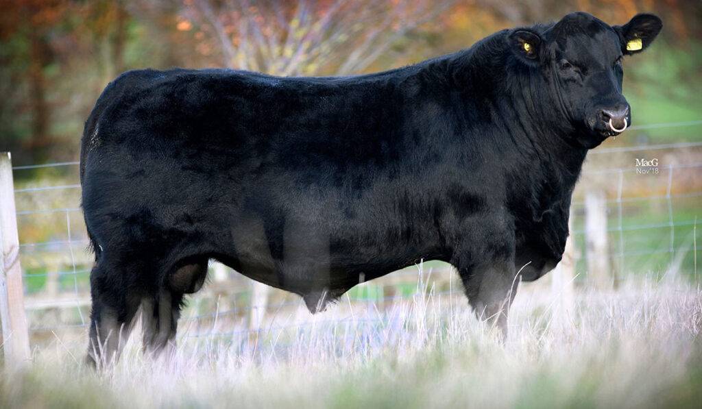 Абердин-ангусская порода коров – характеристика и содержание