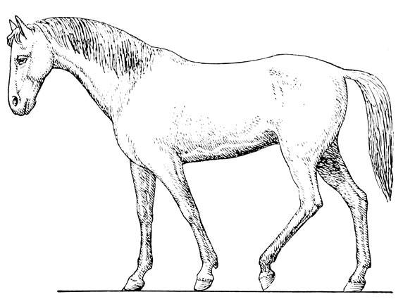 Разнообразие аллюров у лошадей — советы экспертов