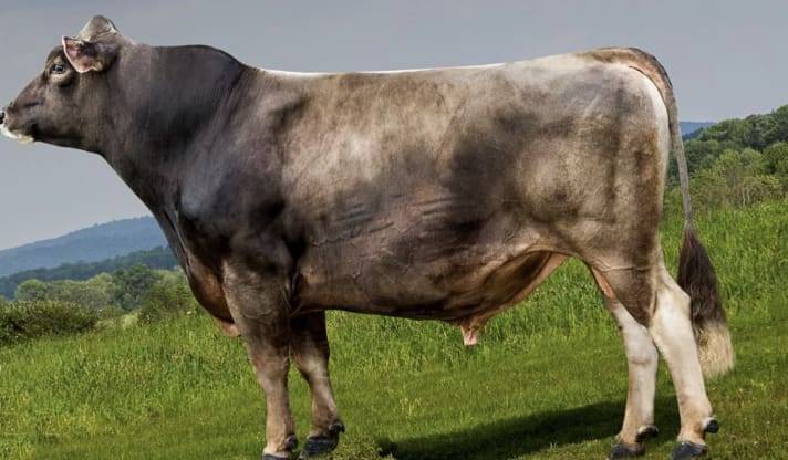 Корова швицкой породы: характеристика, описание, отзывы, плюсы и минусы :: syl.ru