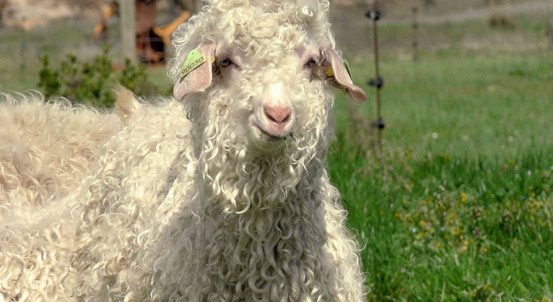 Ангорская коза: шерсть, фото и описание породы