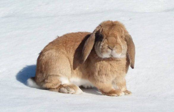 Кролики породы баран: ? виды, описание и разведение