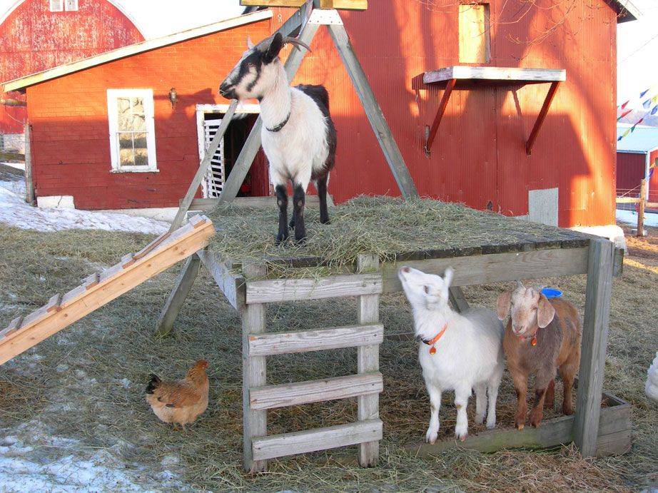 Коза в домашних условиях для начинающих. Козлятник ферма. Козлятник на 2 козы. Козлятник +свинарник+курятник. Козлятник для камерунских коз.