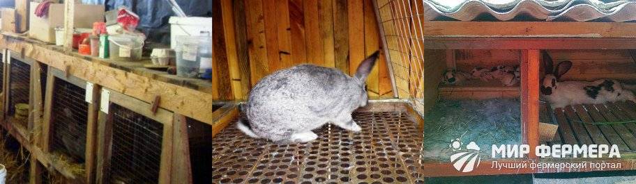 Кролики зимой в теплице: содержание, ветеринария и размножение