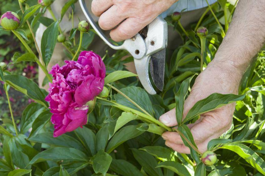 Как добиться пышного цветения пиона - очень просто