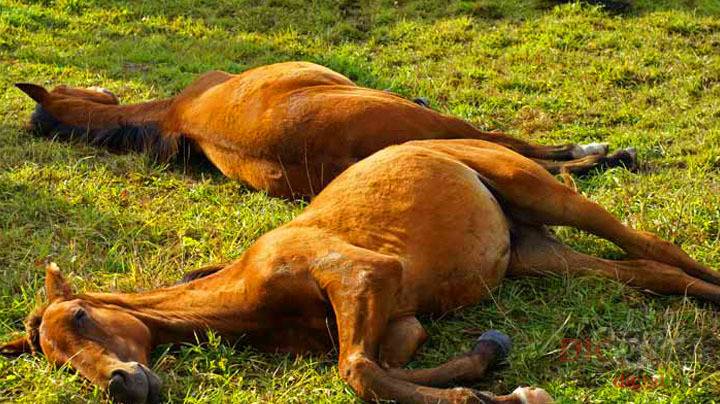 Лошадь лежит на боку что с ней. как спят лошади: мифы и правда о способах отдыха животных